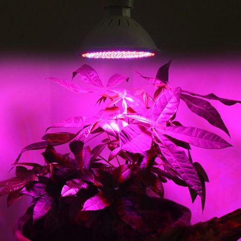 LED-Pflanzenlampe – Einkernige Gartenbaulampe mit 200 rot/blauen LEDs, 20 W, ABS, 85–265 V für Gewächshaus/Garten (1/5)
