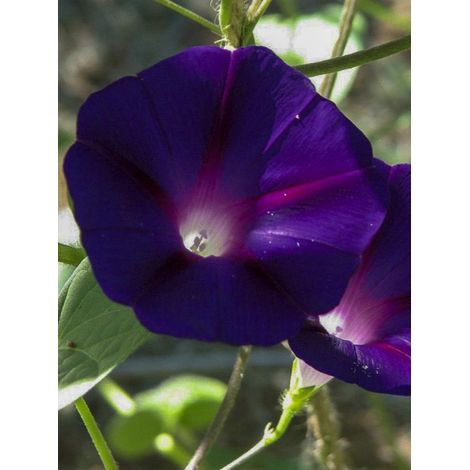 Volubilis 'Kniola's Black ' le sachet de 80 graines environ (2g)