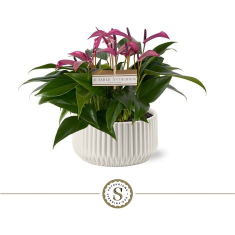 Cache-Pot en Céramique  pour Anthurium de Table Structure Côtelée 18 cm - PANGIVO