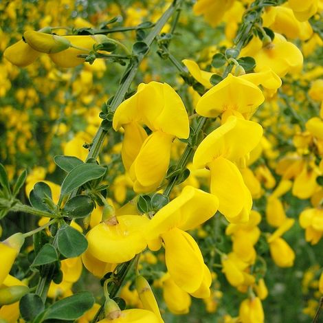 Genêt  - Cytisus scoparius 'Vanesse'  - 40-60 cm pot (1/5)