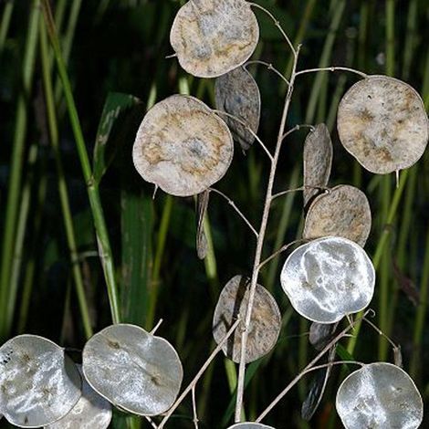 4 x Monnaie du pape - Lunaria annua - godet 9x9 cm