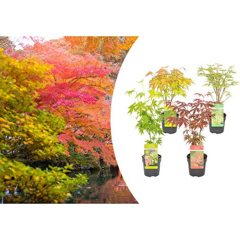 Lot de 4 érables japonais Acer palmatum – Orange Dream, Going Green, Butterfly, Atropurpureum – Hauteur 25-30 cm – Pot 10,5 cm