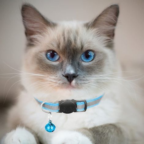 Collier pour chat réfléchissant avec boucle de sécurité et clochette (1/5)