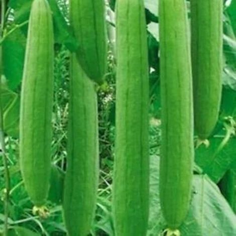 15 luffa (loofah) seeds, organic and non-GMO, vegetable seeds, suitable for year-round cultivation (1/5)