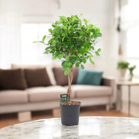 Gardenaria Ficus microcarpa 'Moclame' - Pianta da interno ornamentale - Altezza: 90 cm (vaso 24) (1/5)