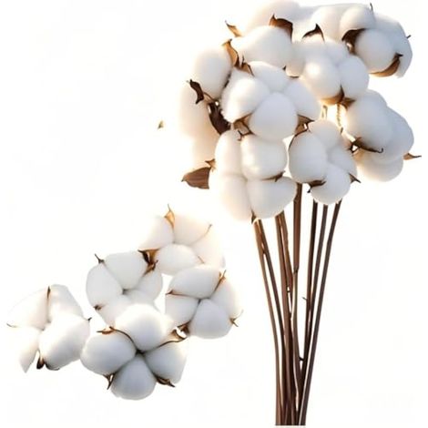 10 fleurs de coton séchées naturelles + 5 têtes de fleurs en coton, bouquet de fleurs de coton séchées, branches de coton, plantes séchées artificielles pour balcon, maison, table, compositions floral (1/3)
