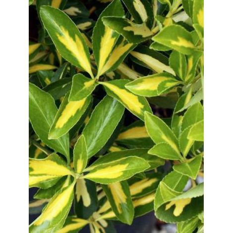 Fusain du Japon 'Aureus' Pot de 2L/3L