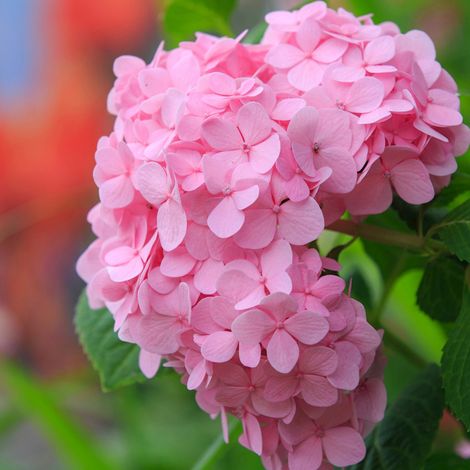 Hortensia  - Hydrangea macrophylla 'Bouquet Rose'  - 25-30 cm pot