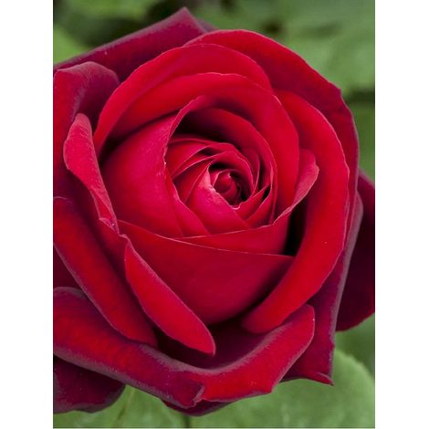 Rosier moderne 'Botero ' Pot de 4L/5L