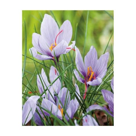 Crocus sativus safran – Lot de 20 bulbes – Floraison automnale – Exposition ensoleillée – Couleur violet – Fabre Graines