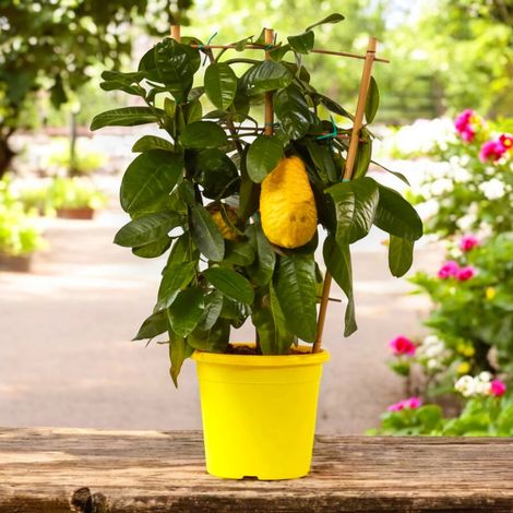 Gardenaria Cedro - Citrus medica - Pianta di agrume da frutto in vaso - Altezza: 70/80 cm (vaso 22) (1/5)
