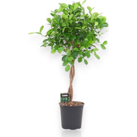 Gardenaria Ficus microcarpa 'Moclame' - Pianta da interno ornamentale - Altezza: 90 cm (vaso 24) (1/5)