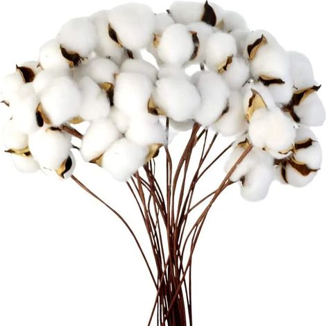 Baumwolle Zweig Natürlich Stängel Bauernhaus Getrocknete Blumen Baumwollzweige Baumwollpflanze Künstliche Trockenblumen (20 Stück) (1/5)