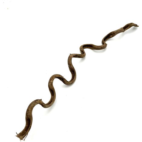 BioThai Liana 2-4cm / 50cm (1/5)