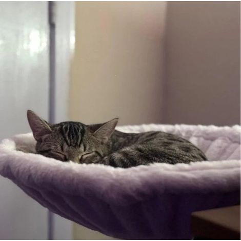 MegaHaustechnik Verwaltungs-GmbH -  Lit de bureau ergonomique et durable pour chat, idéal pour les télétravailleurs - Lit pour chat gris duveteux