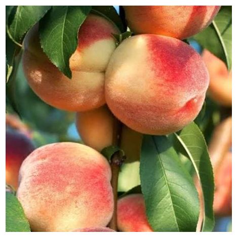 Pronus persica 3 talee/cuttings (peach tree)