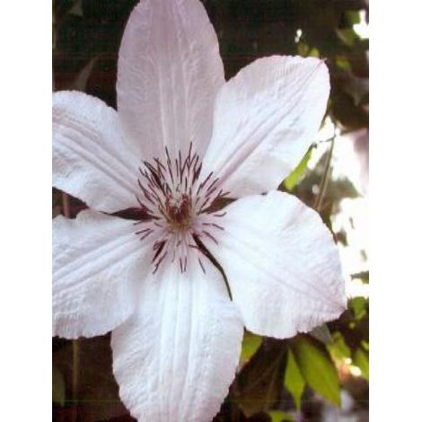 Clématite 'Jean Paul II' Pot de 2L/3L (1/4)