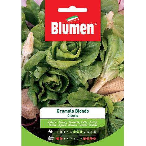 SEMI CICORIA GRUMOLO BIONDO BLUMEN
