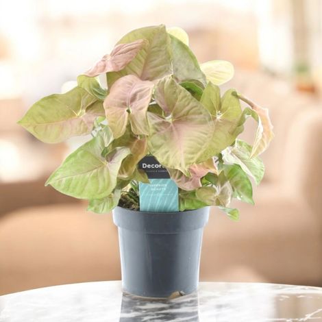 Gardenaria Syngonium 'Red heart' - Pianta da interno ornamentale - Altezza: 30 cm (vaso 14) (1/5)