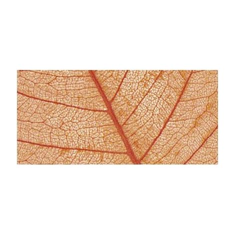 RAYHER - 8 PEZZI - SCHELETRO DI FOGLIA WILLOW 6-10CM - COLORE ARANCIONE