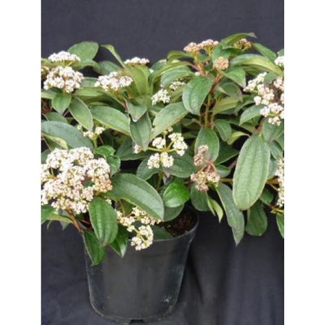 Viorne de David 'Angustifolia' Pot de 3L/4L