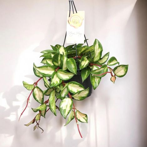 Gardenaria Hoya carnosa 'Tricolor' - Pianta da interno ornamentale - Altezza: 30 cm (vaso 14) (1/5)