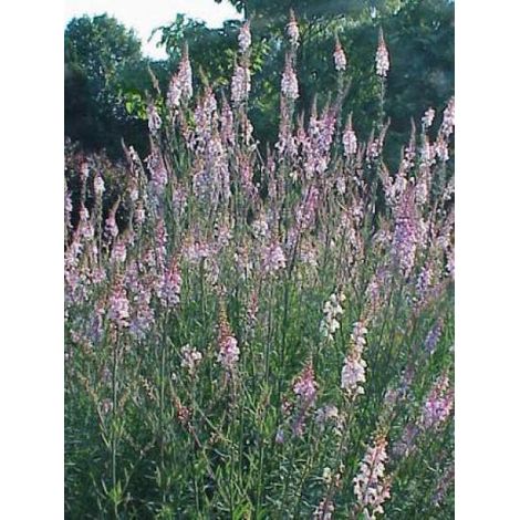 Linaire pourpre Godet de 8/9 cm (1/5)