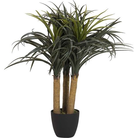 Nolina Recurvata Pflanze mit Topf 60X60X75 cm (1/5)