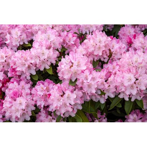Yaku-Rhododendron 'Tina Heinje' Rhododendron yak.'Tina Heinje' 4L 30- 40 (1/4)