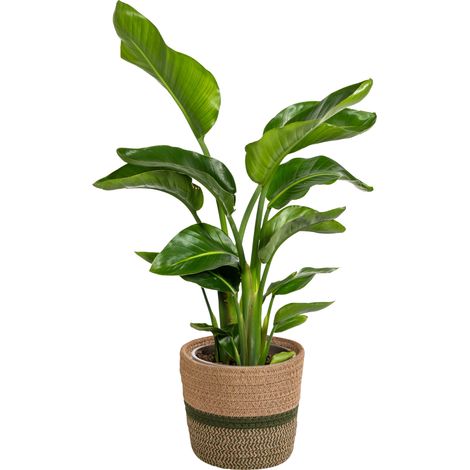 Plante Verte Strelitzia Nicolai Oiseau de Paradis Géant en Pot Ø 21 cm Hauteur 90-110 cm - PANGIVO (1/5)