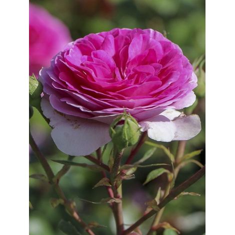 Rosier 'Ozeana ' Pot de 4L/5L (1/5)