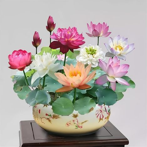 300 graines de lotus, graines de nénuphar multicolores, faciles à cultiver, plantes hydroponiques pour toutes les saisons, pour bassin et jardin. (1/5)