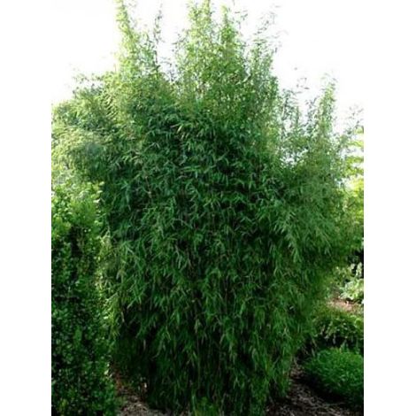 Fargesia nitida 'Great Wall' Pot de 7,5L/10L