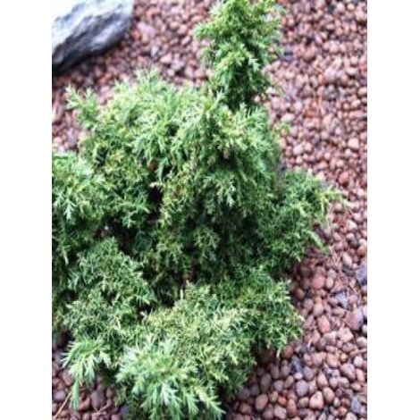 Cèdre du Japon 'Yokohama' Pot de 2L/3L (1/2)
