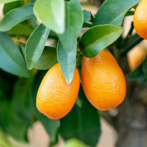 PIANTA DI KUMQUAT in vaso 24 - età 3/4 anni (foto reali)