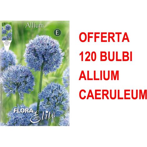 OFFERTA 120 BULBI ALLIUM CAERULEUM BULBS BULBES
