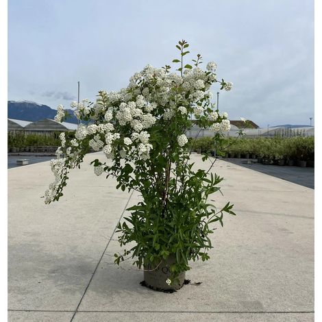 Gardenaria Spirea - Spiraea × vanhouttei - Arbusto ornamentale da giardino - Altezza: 50/70 cm (vaso19) (1/5)