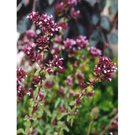 Origan 'Herrenhausen' Godet de 8/9 cm (1/3)