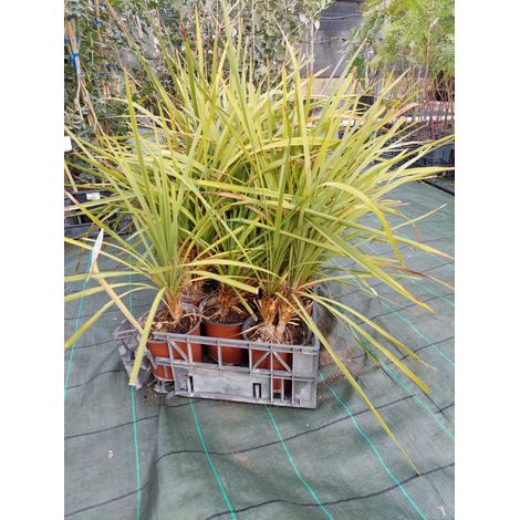 Dracaena Indivisa v16-pianta giovane