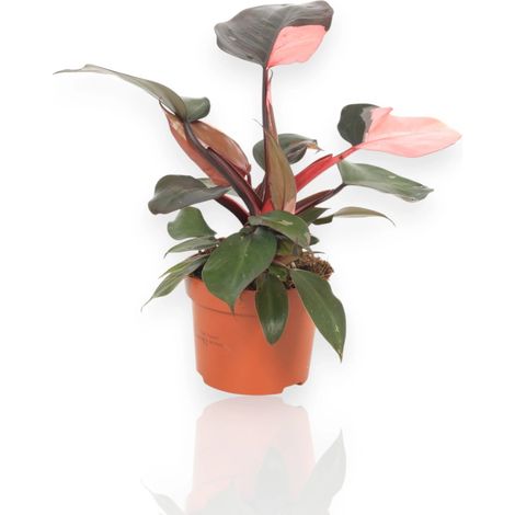 Gardenaria Philodendron 'Pink Princess' - Pianta da interno ornamentale - Altezza: 30 cm (vaso 12) (1/5)