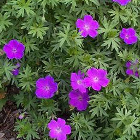 4 x Géranium vivace sanguin - Geranium sanguineum  - godet 9x9
