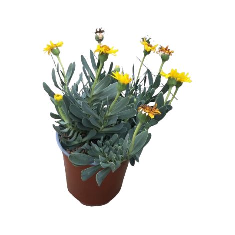 Othonna cheirifolia (1/2)