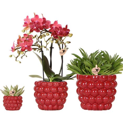 Set de plantes Orchidée Phalaenopsis rouge et succulentes avec pots en céramique baie - PANGIVO (1/5)