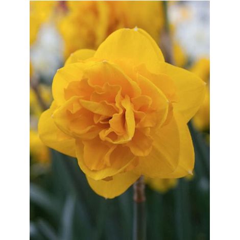 Narcisse 'Heamoor' Bulbe calibre 12/14 (par 5) (1/2)