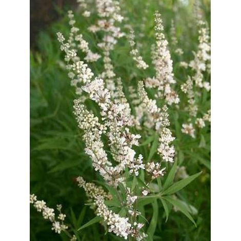 Gattilier, Poivre de moine 'Alba' Pot de 3L/4L (1/3)