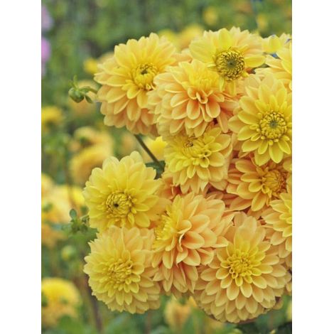 Dahlia balle 'Bocherell' Bulbe calibre I (1/2)