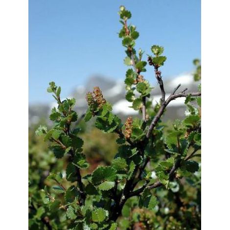 Bouleau nain Pot de 2L/3L (1/3)