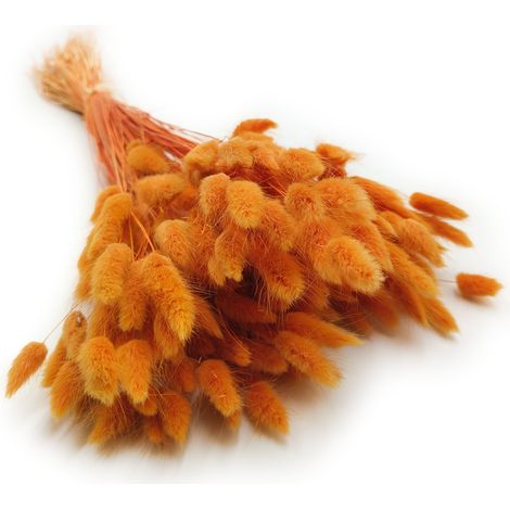 Getrocknete Lagurus - Orange (1/5)
