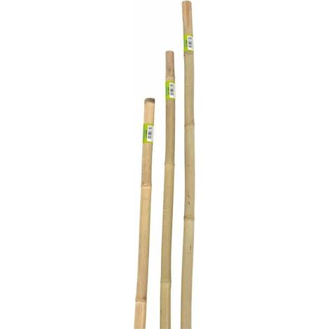 canna bamboo piena h240cm (1/2)