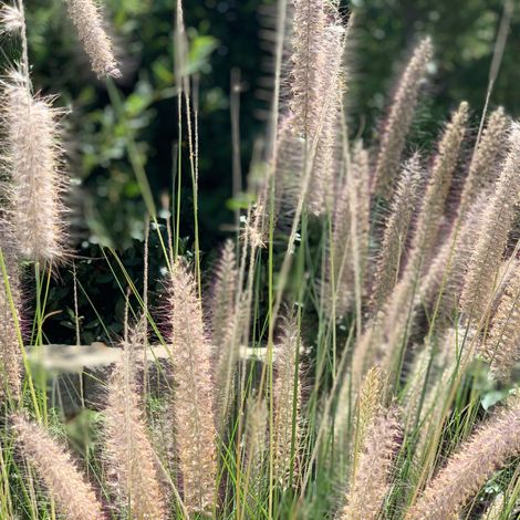 Herbe aux écouvillons orientale Fairy Tails' - Pennisetum orientale Fairy Tails' pot 3L (1/2)